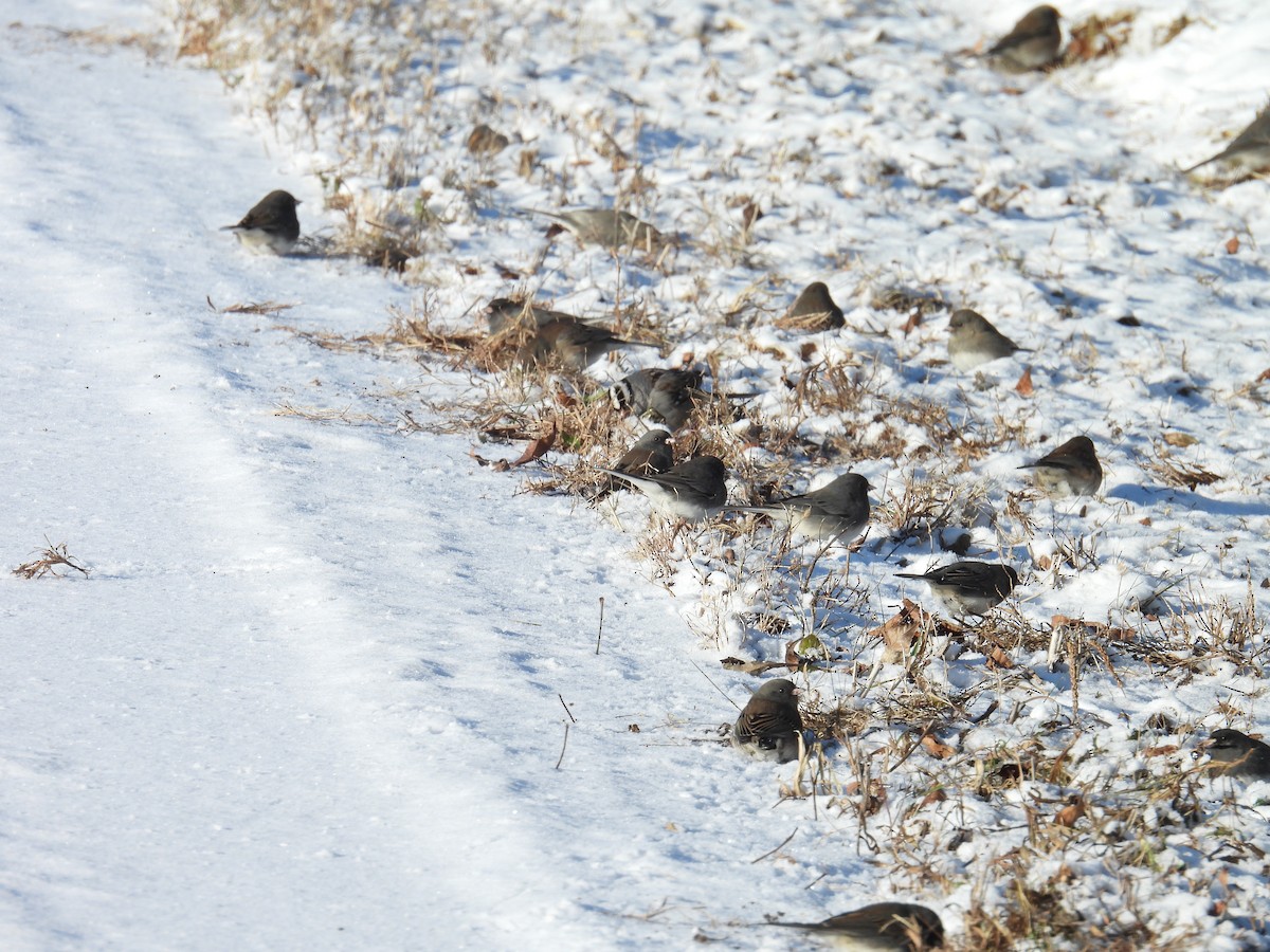 Dark-eyed Junco - ML646523289