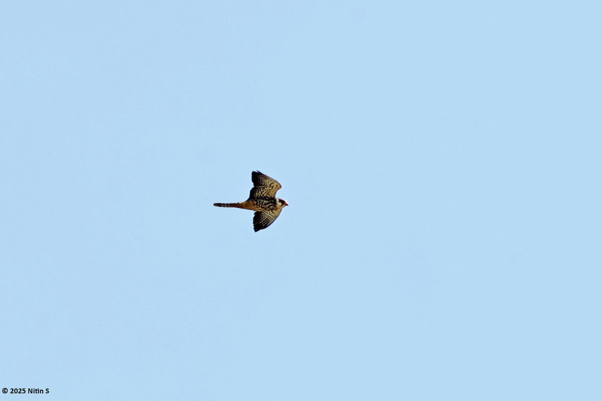 Amur Falcon - ML646523290