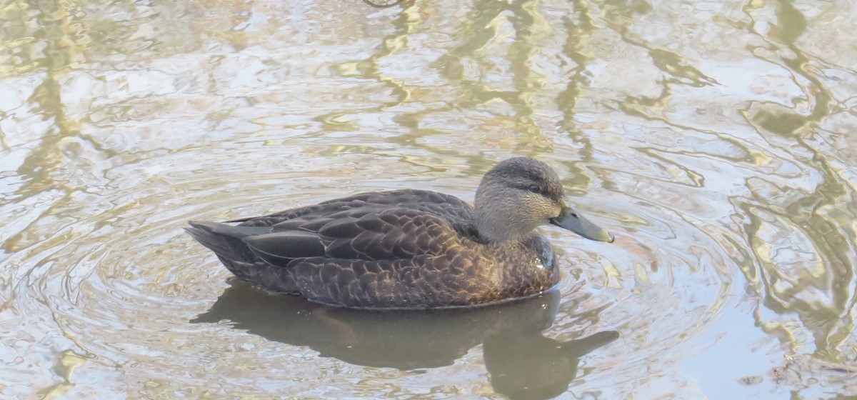 Ahate iluna - ML646523294