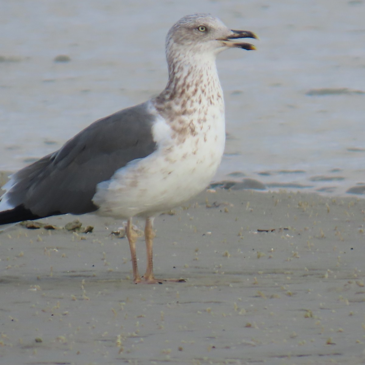 Heringsmöwe - ML646523295