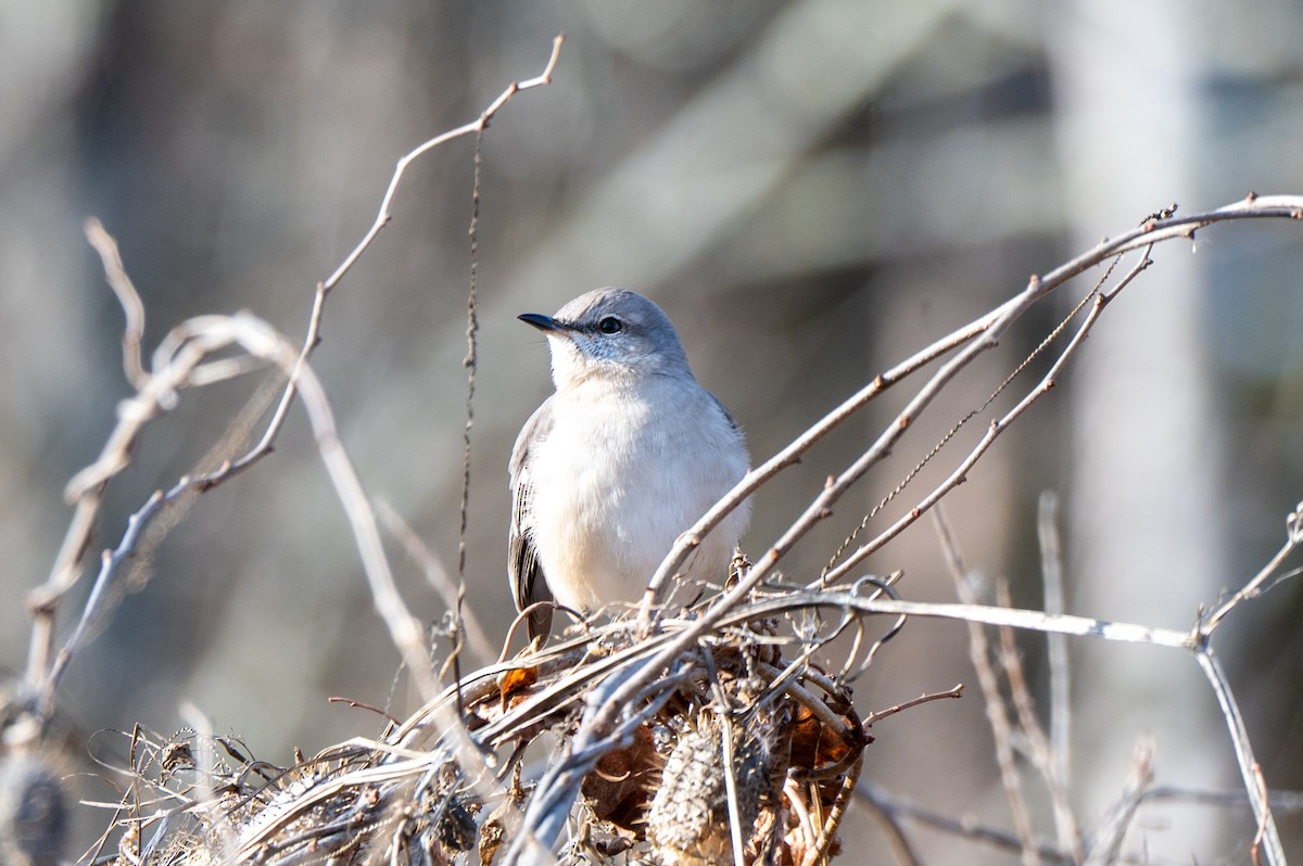 Northern Mockingbird - ML646523296