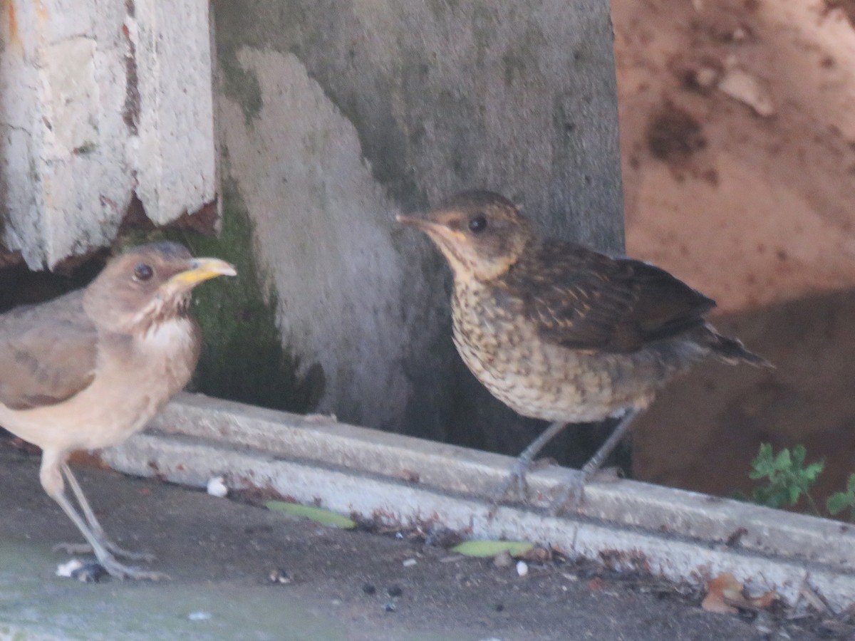 Creamy-bellied Thrush - ML646523297