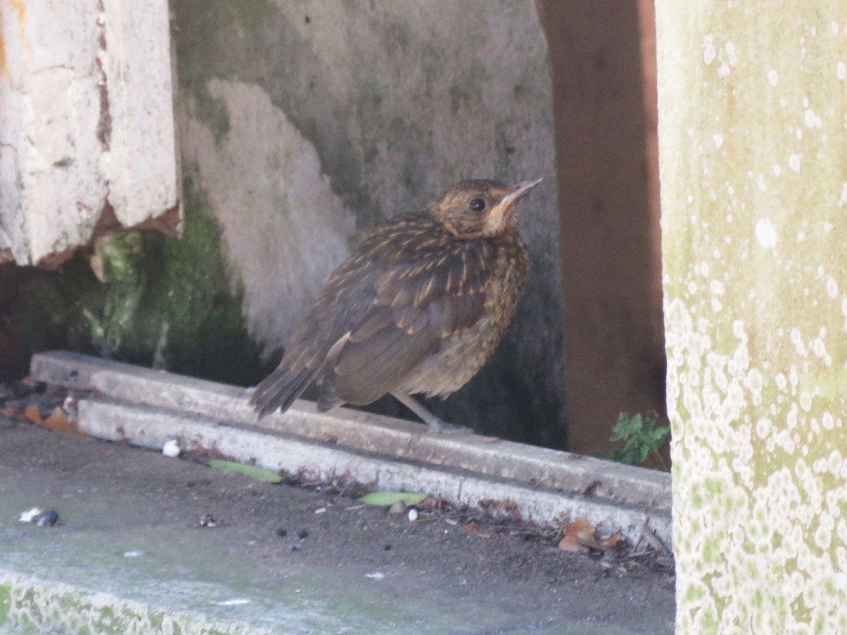 Creamy-bellied Thrush - ML646523298