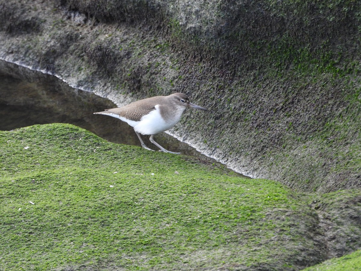 Common Sandpiper - ML646523299