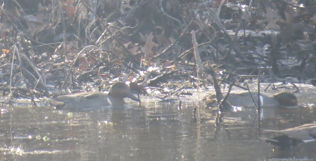 Green-winged Teal - ML646523300