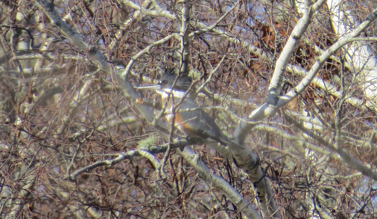 Belted Kingfisher - ML646523301