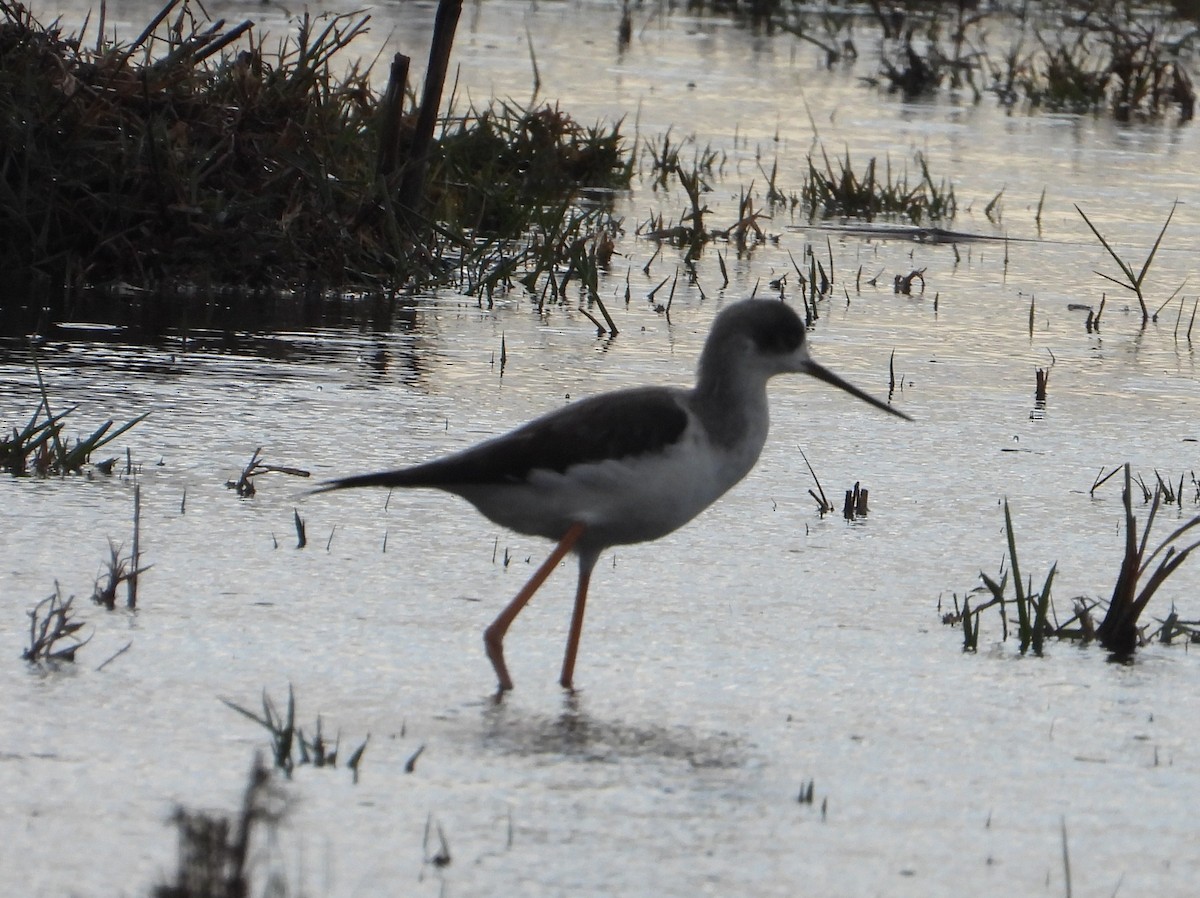 Black-winged Stilt - ML646523302
