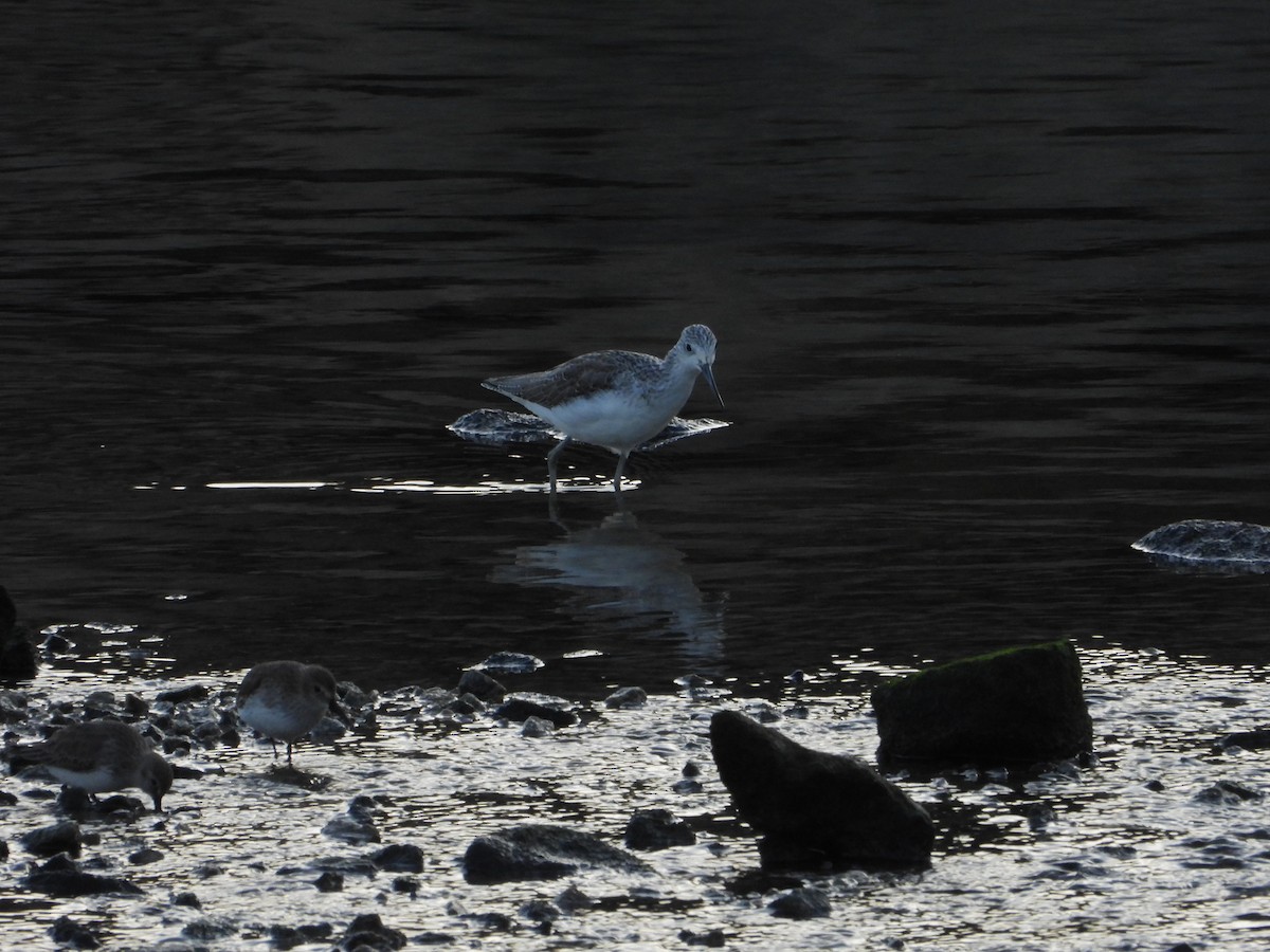Common Greenshank - ML646523303