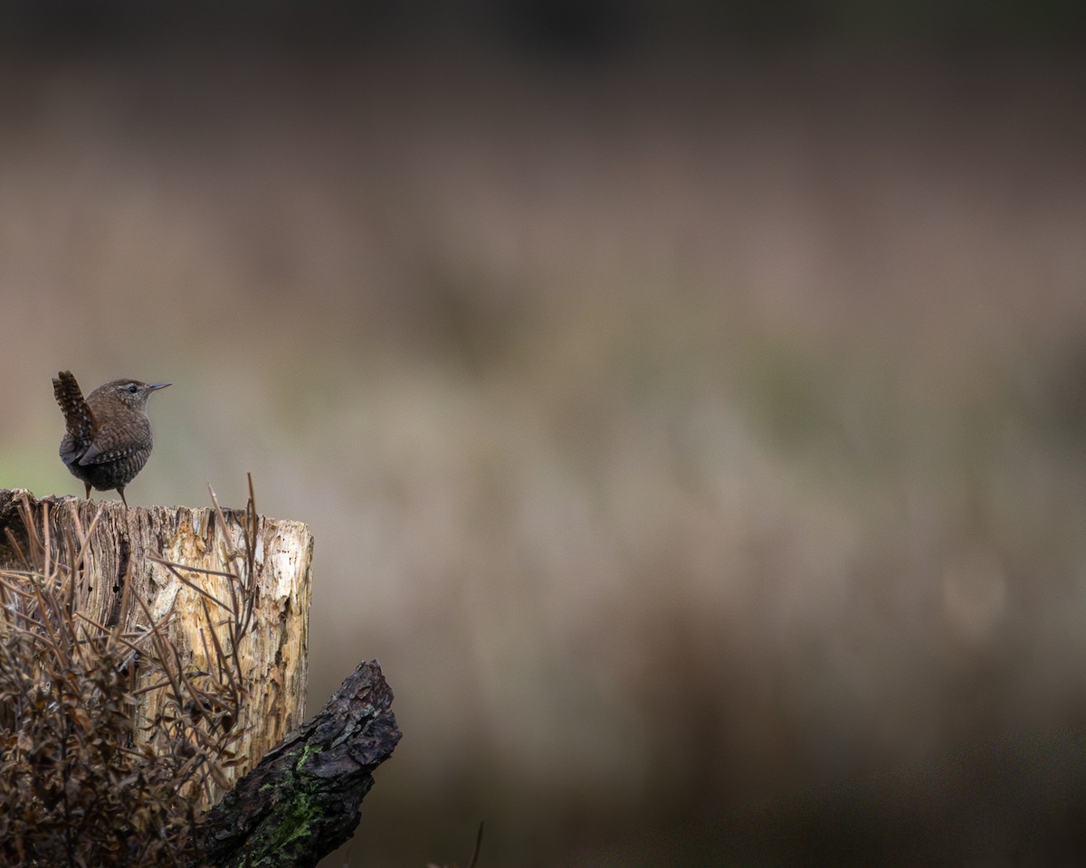 Çıtkuşu - ML646523304