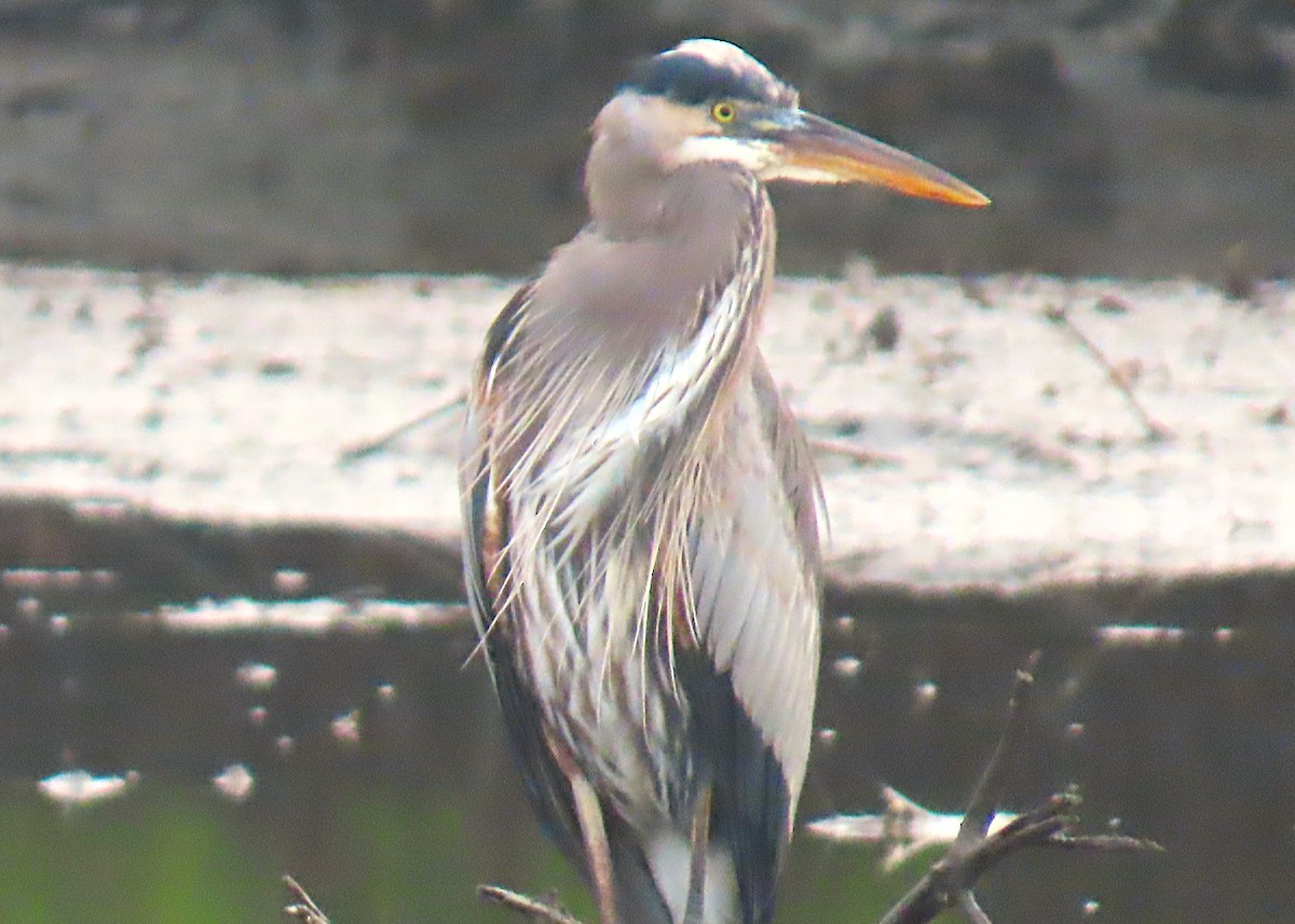 Kanadareiher - ML646523305