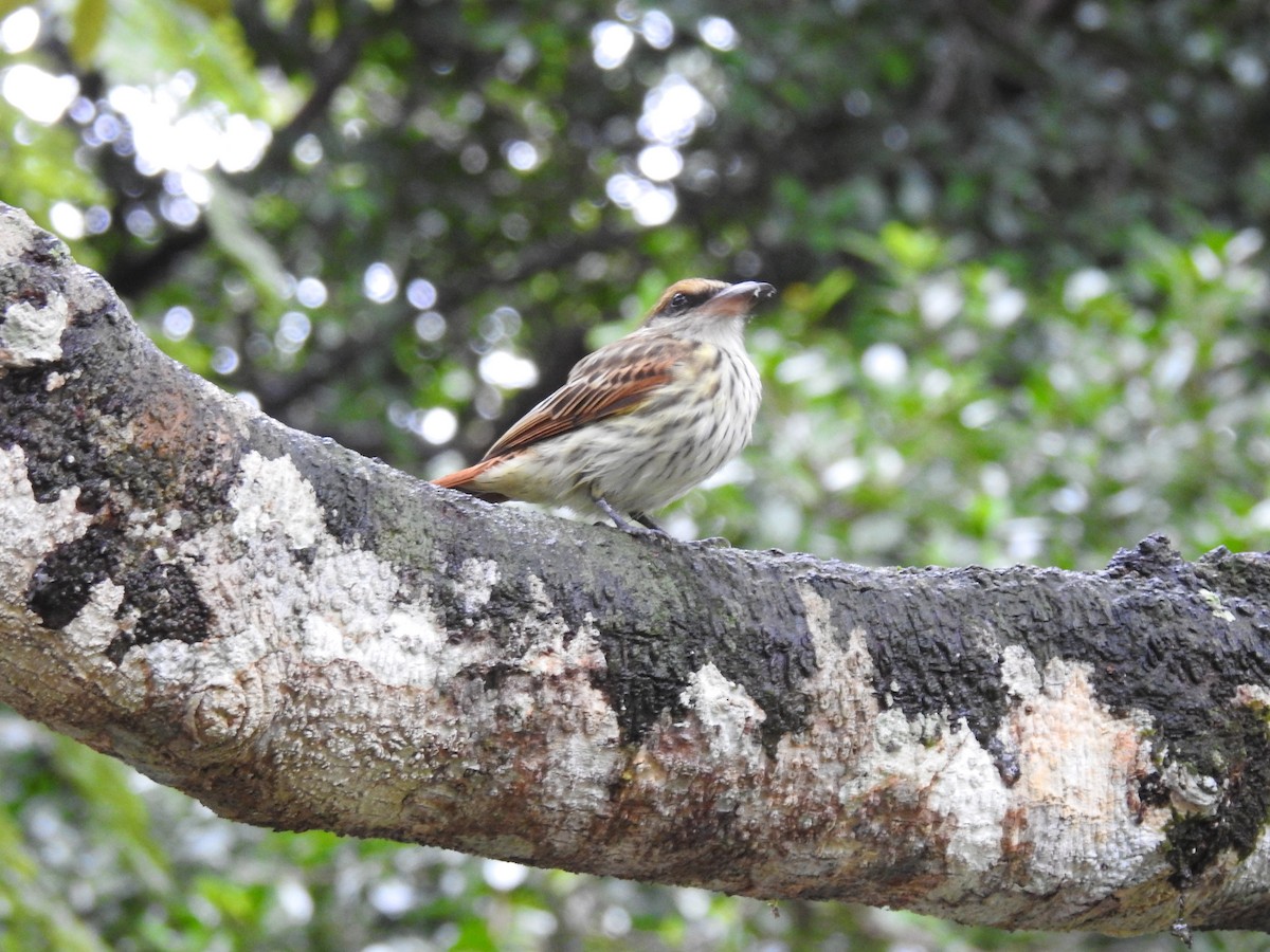 Streaked Flycatcher - ML646523306