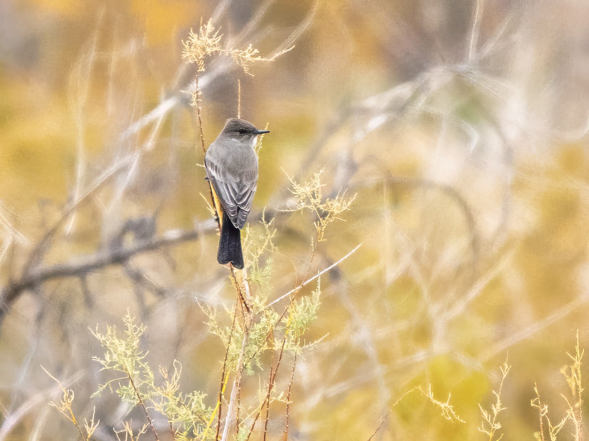 Say's Phoebe - ML646523307