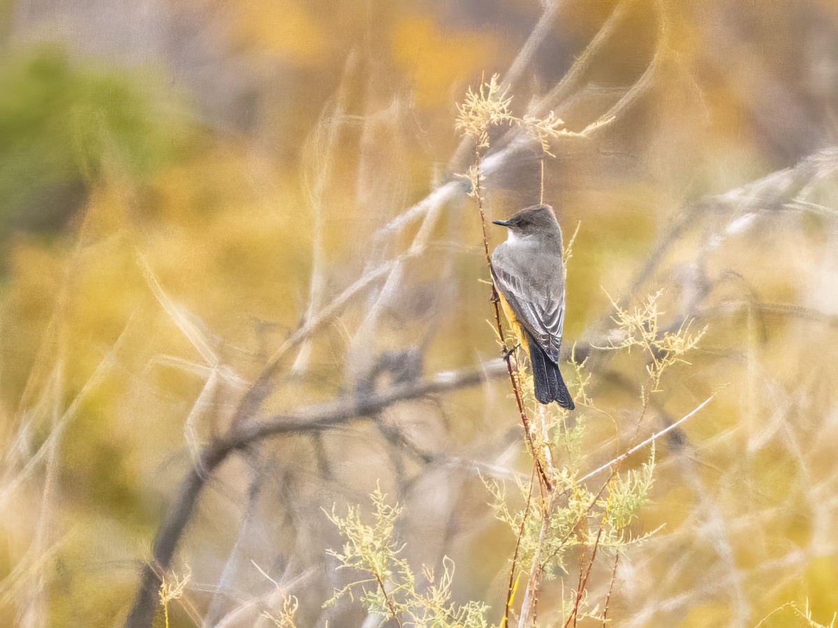 Say's Phoebe - ML646523308