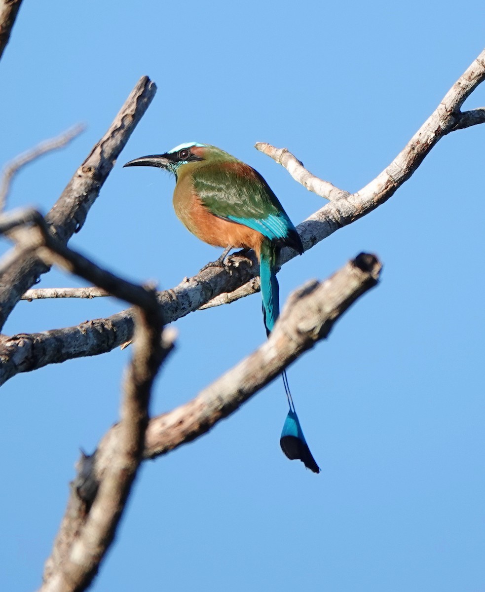 Turquoise-browed Motmot - ML646523317