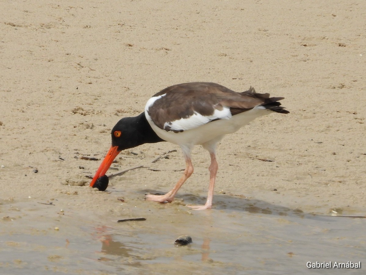 American Oystercatcher - ML646523319