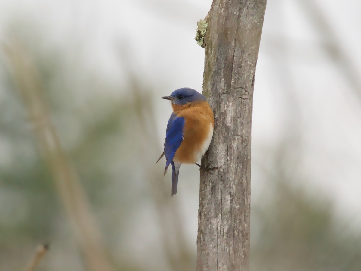 Восточная сиалия - ML646523320