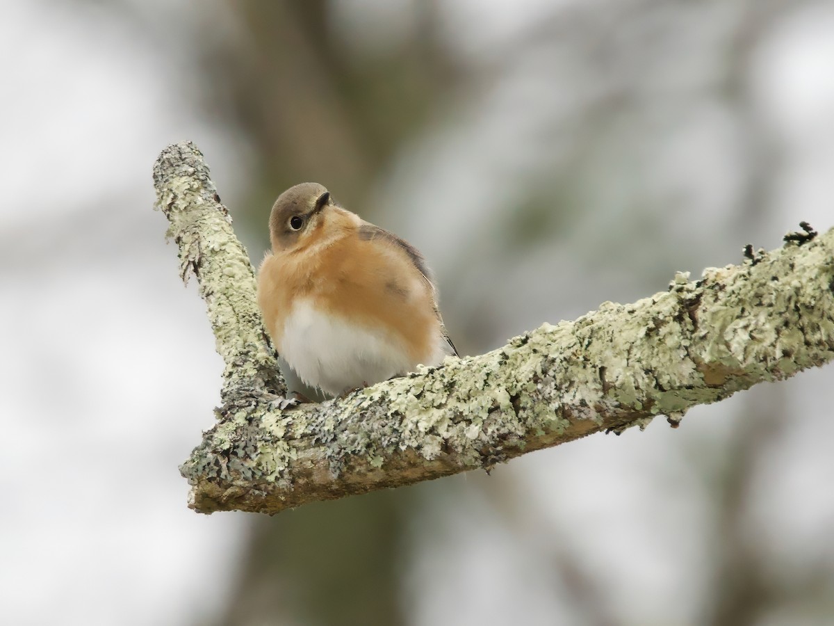 Восточная сиалия - ML646523321