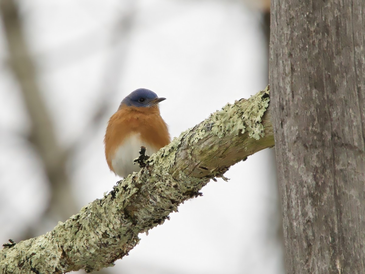 Восточная сиалия - ML646523322