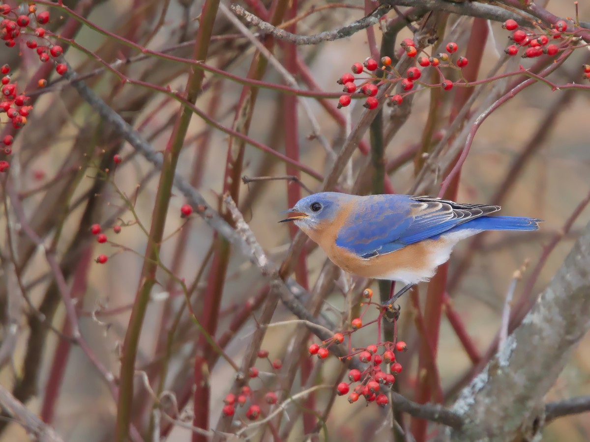 Восточная сиалия - ML646523323