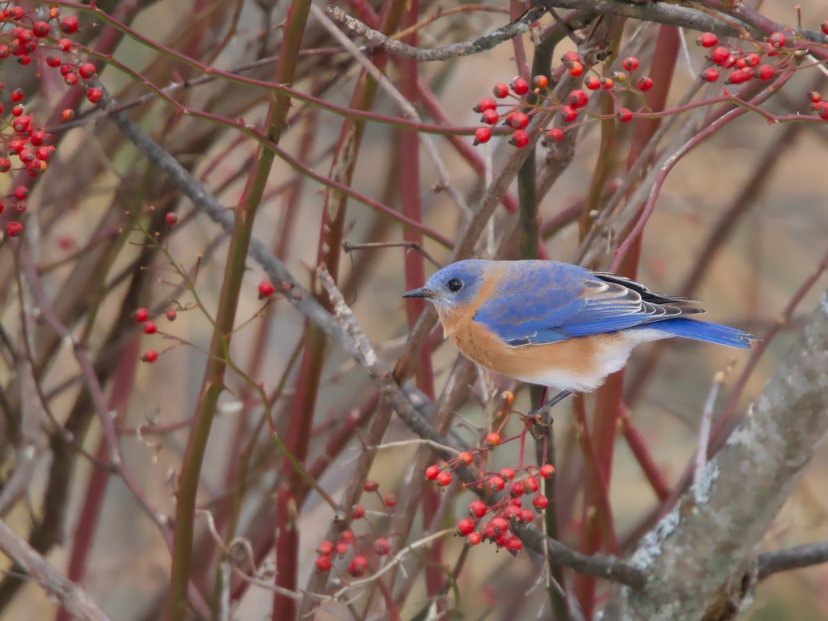 Восточная сиалия - ML646523324