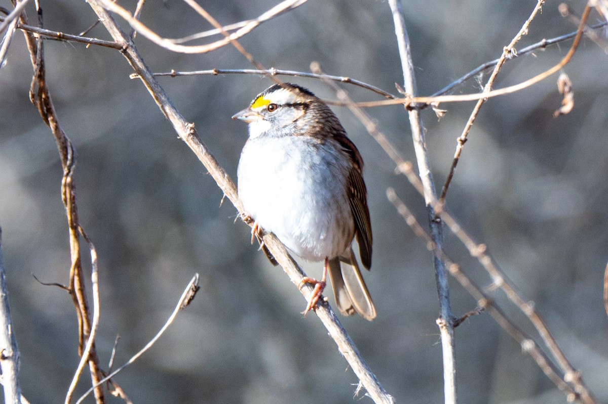 White-throated Sparrow - ML646523325