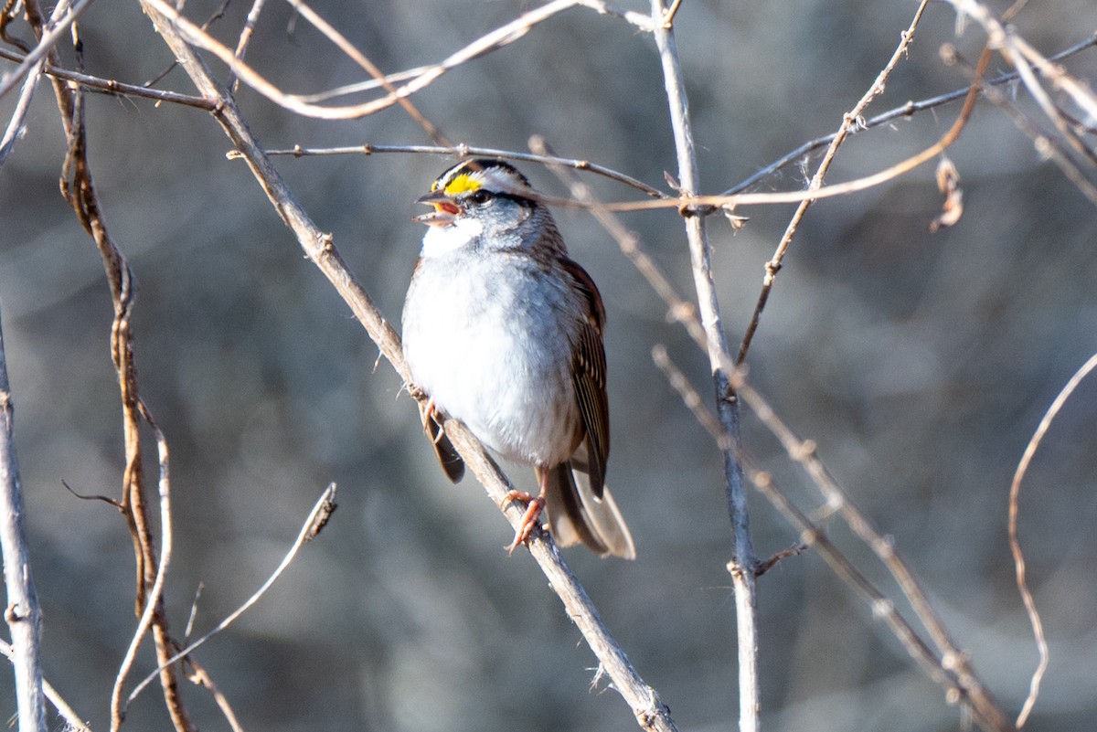 White-throated Sparrow - ML646523326