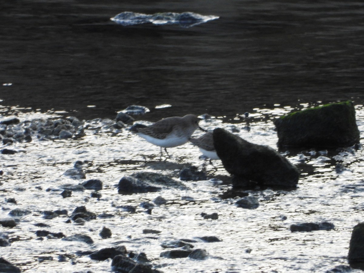 Dunlin - ML646523330