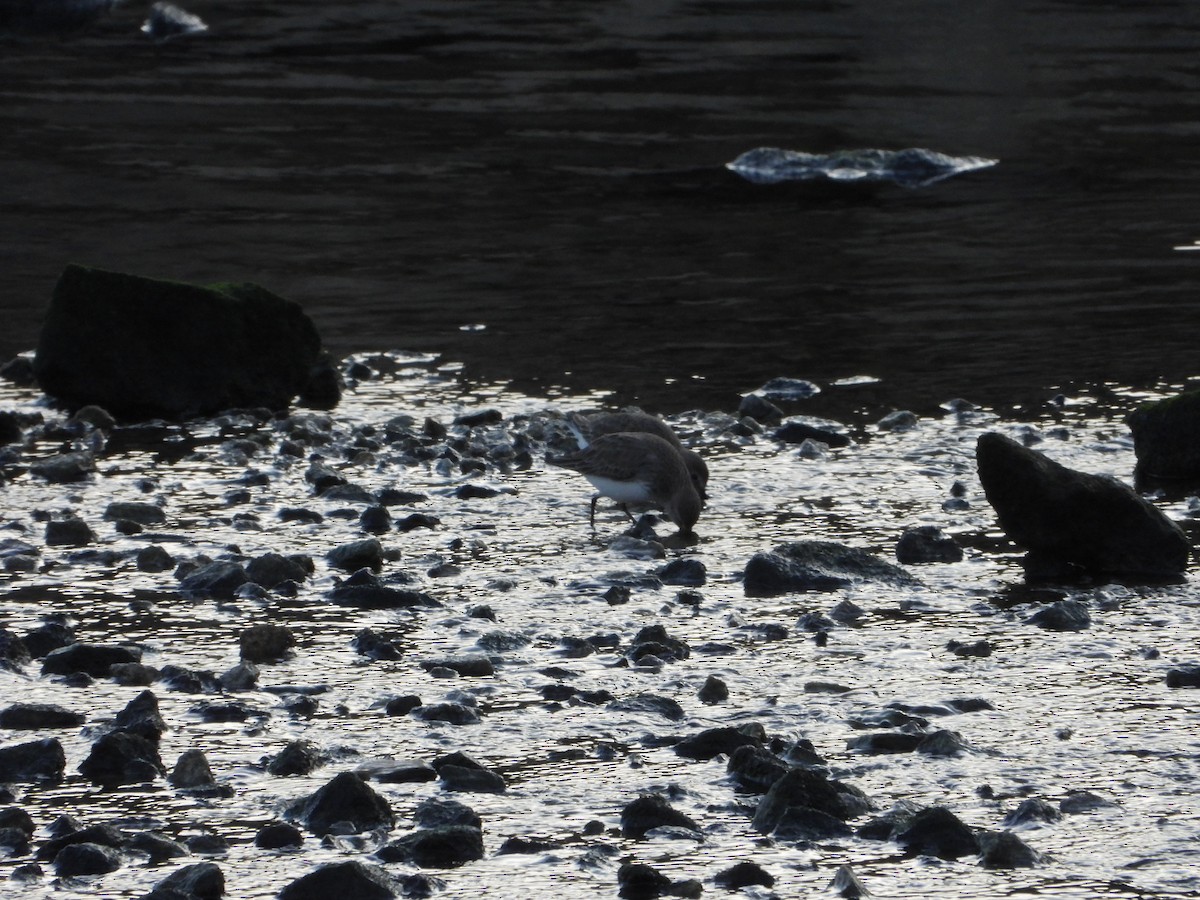 Dunlin - ML646523331