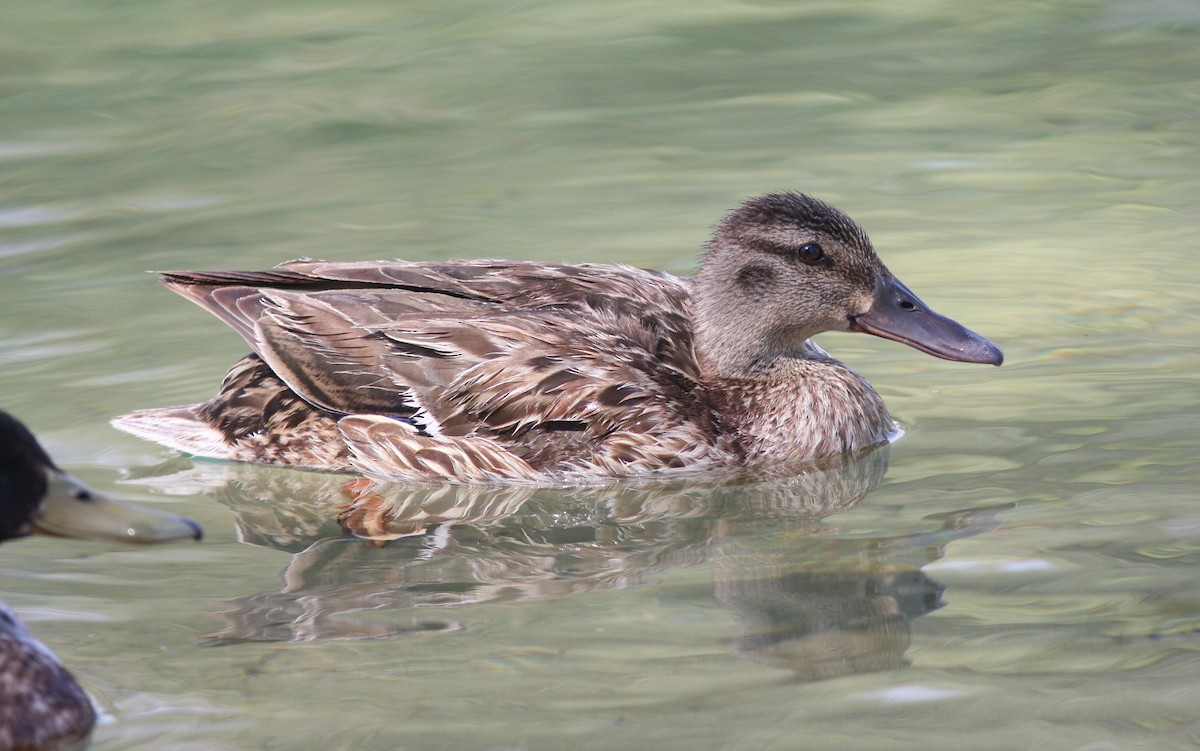 Mallard - ML646523332