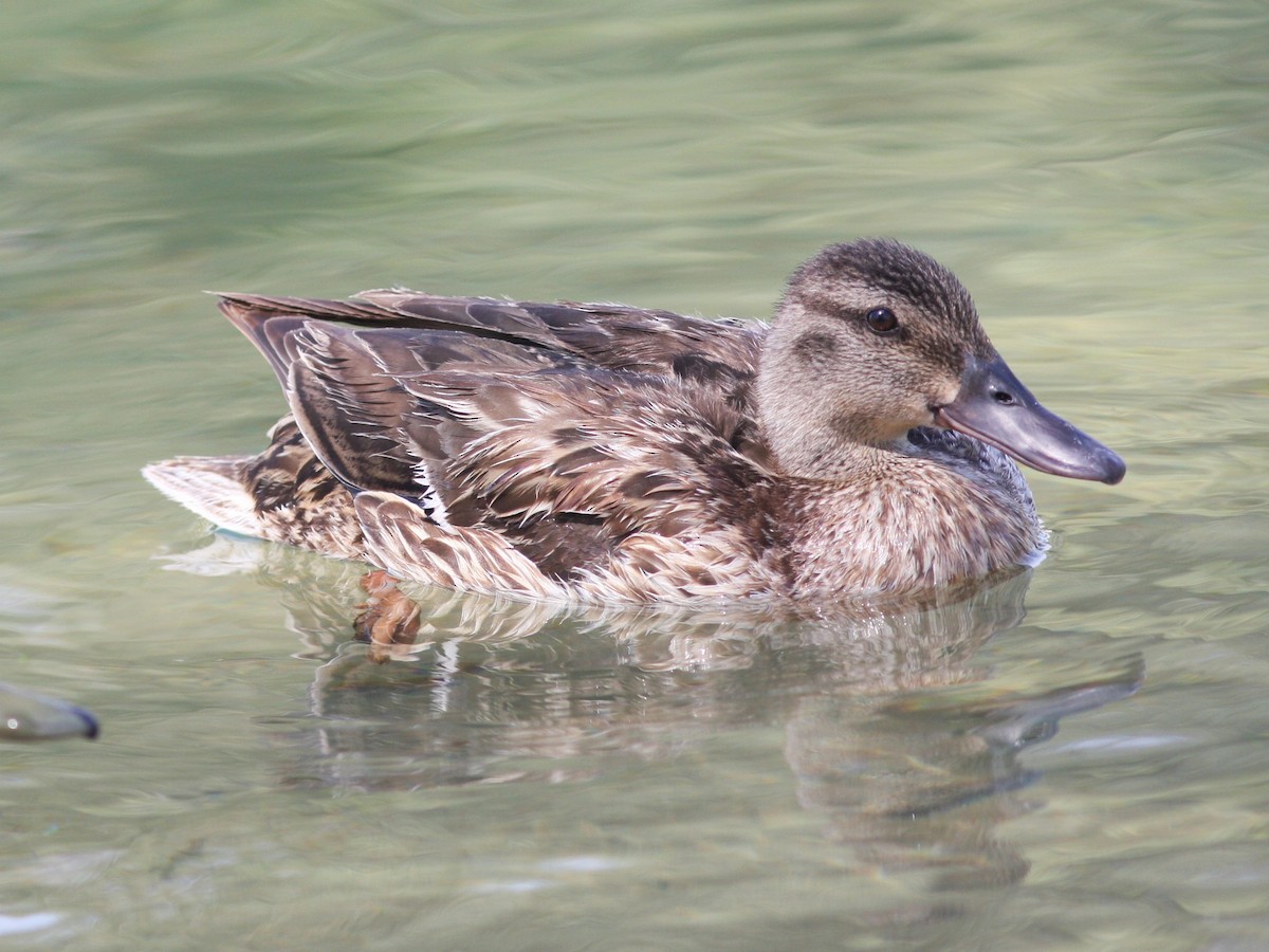 Mallard - ML646523334