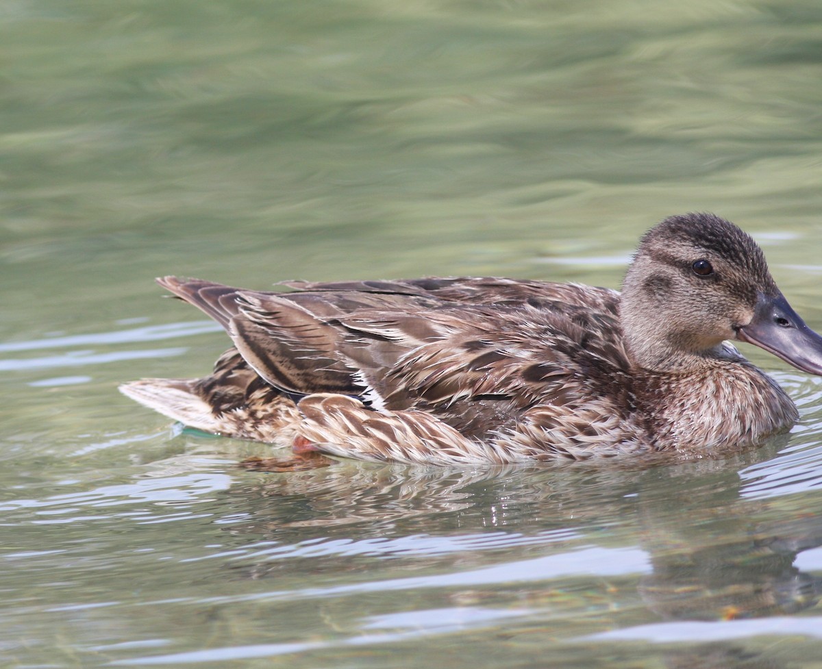 Mallard - ML646523336