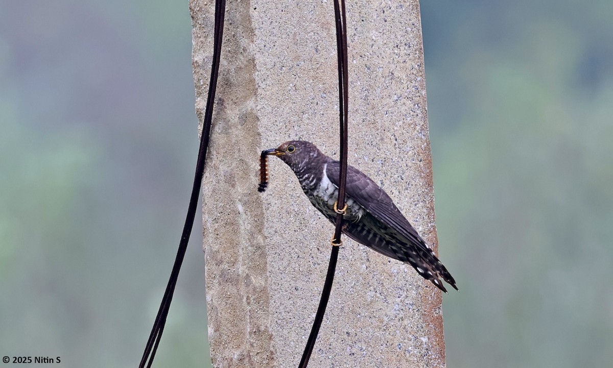 Cuco Chico - ML646523343