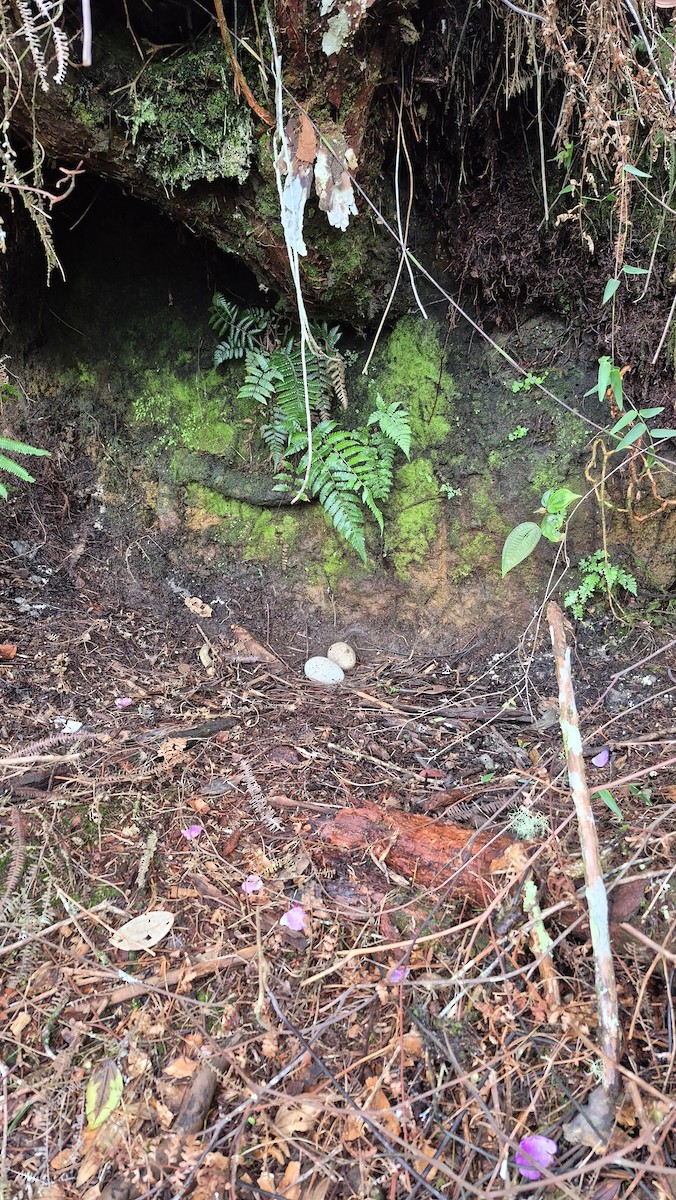 kondor havranovitý - ML646523344