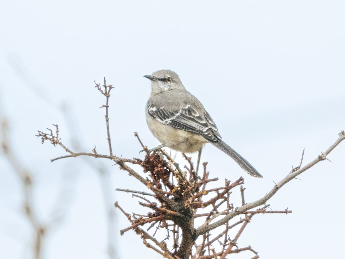 Northern Mockingbird - ML646523346