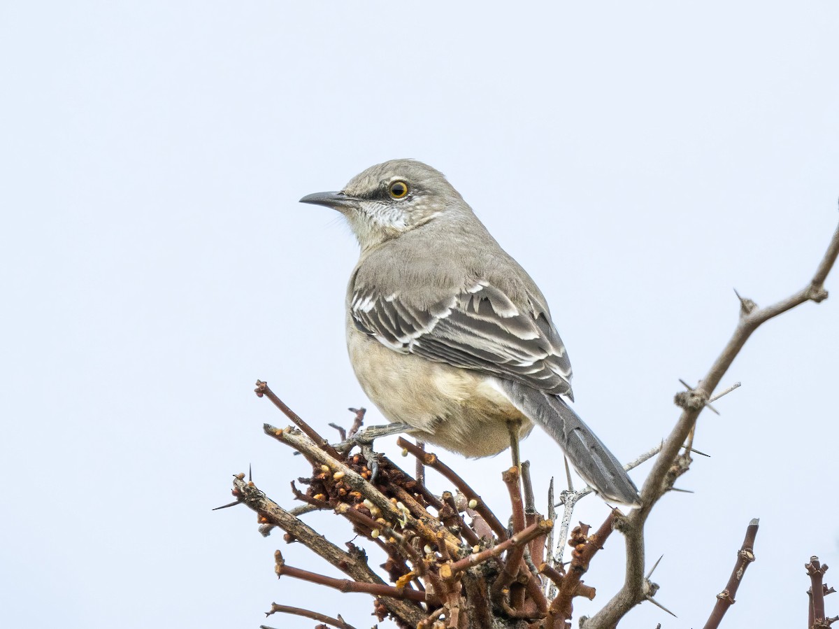 Northern Mockingbird - ML646523347