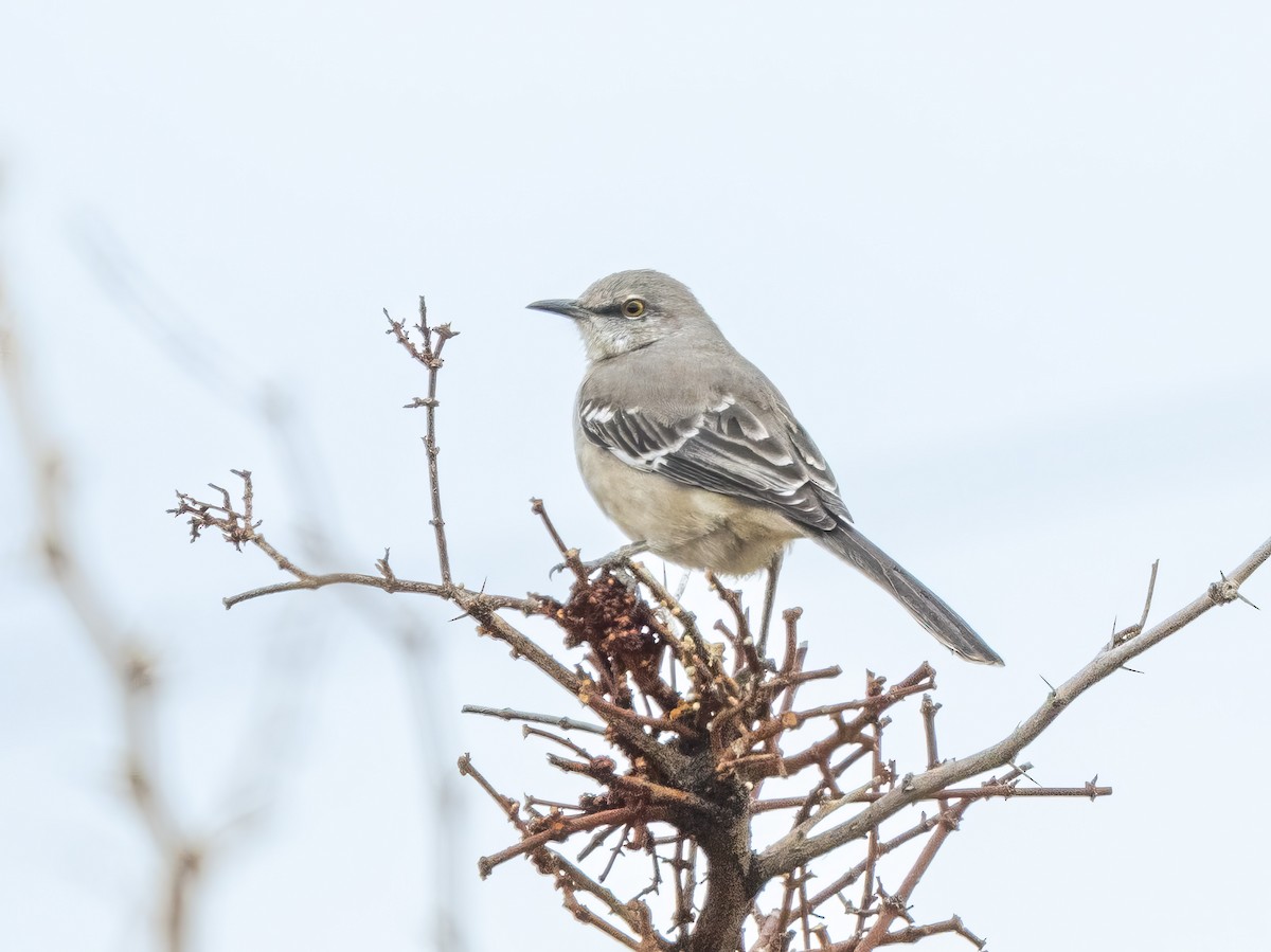 Northern Mockingbird - ML646523348
