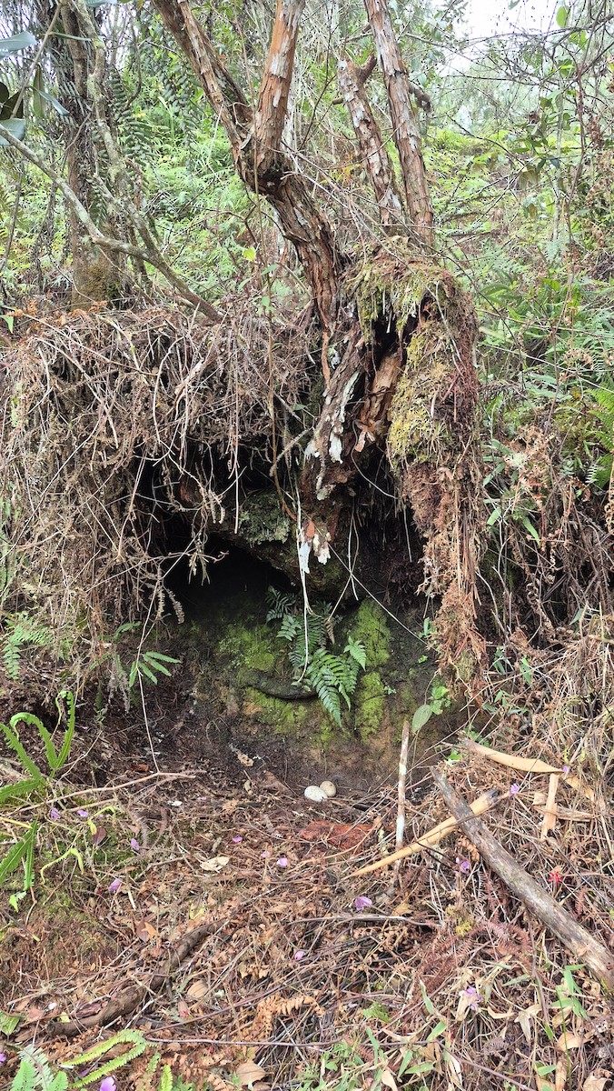 kondor havranovitý - ML646523349