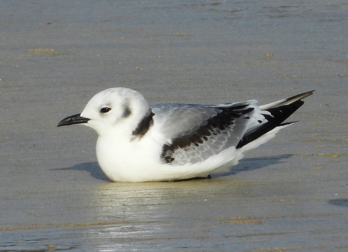 Моевка - ML646523352