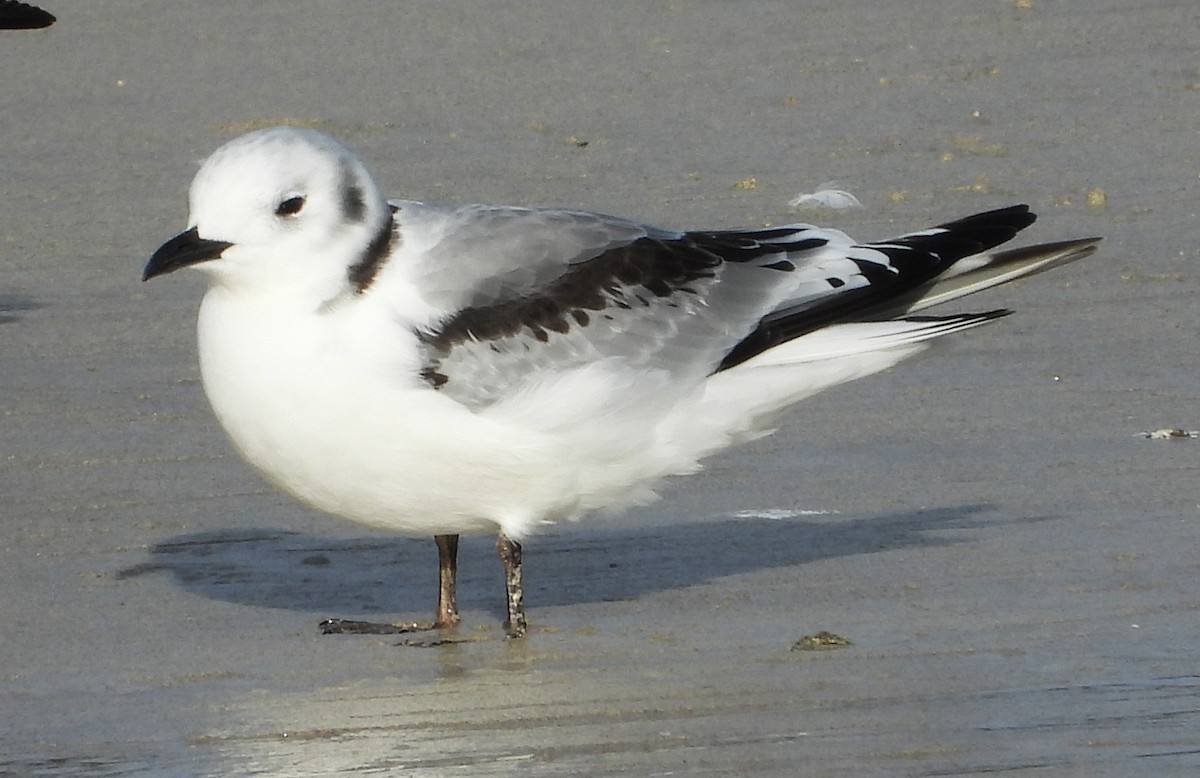 Моевка - ML646523353