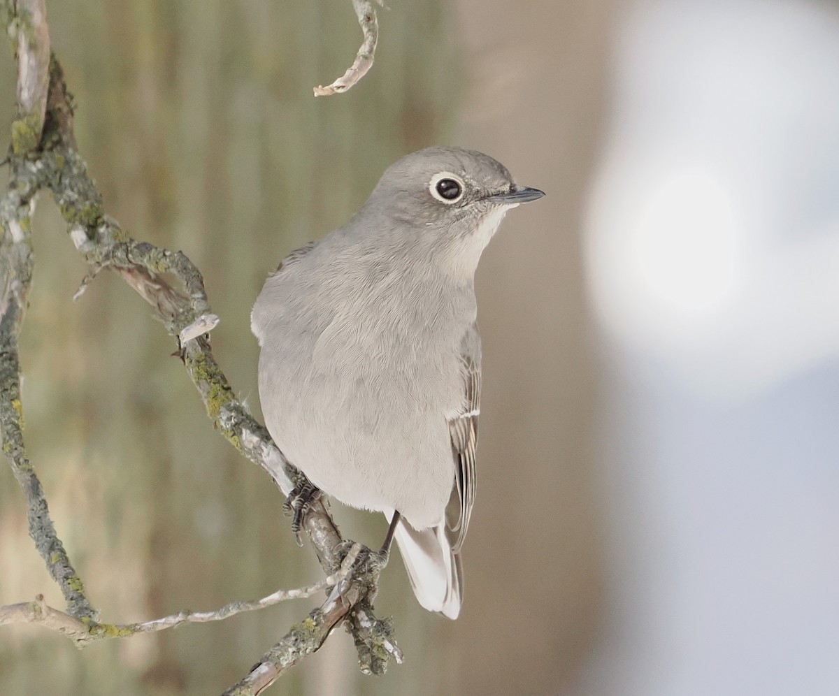 Townsend's Solitaire - ML646523354
