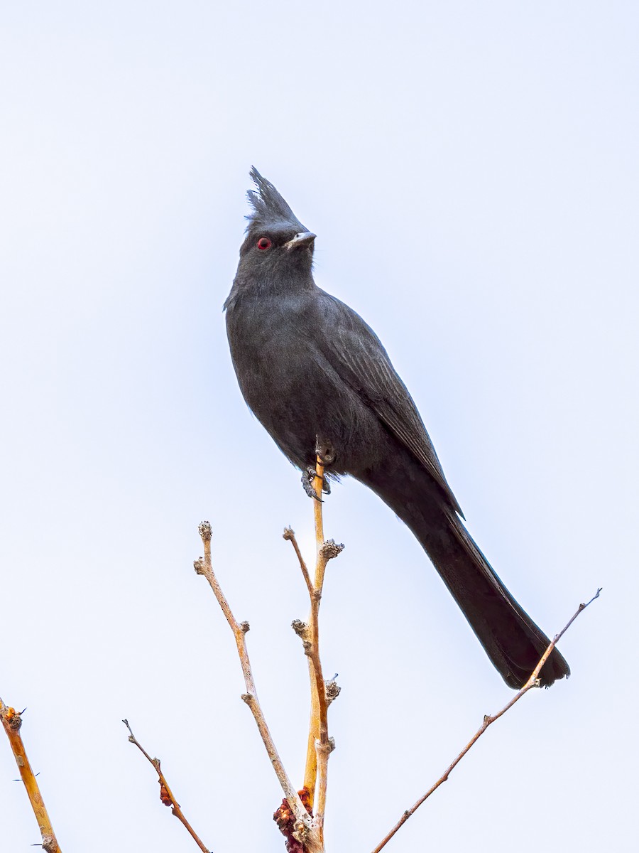 Phainopepla - ML646523355