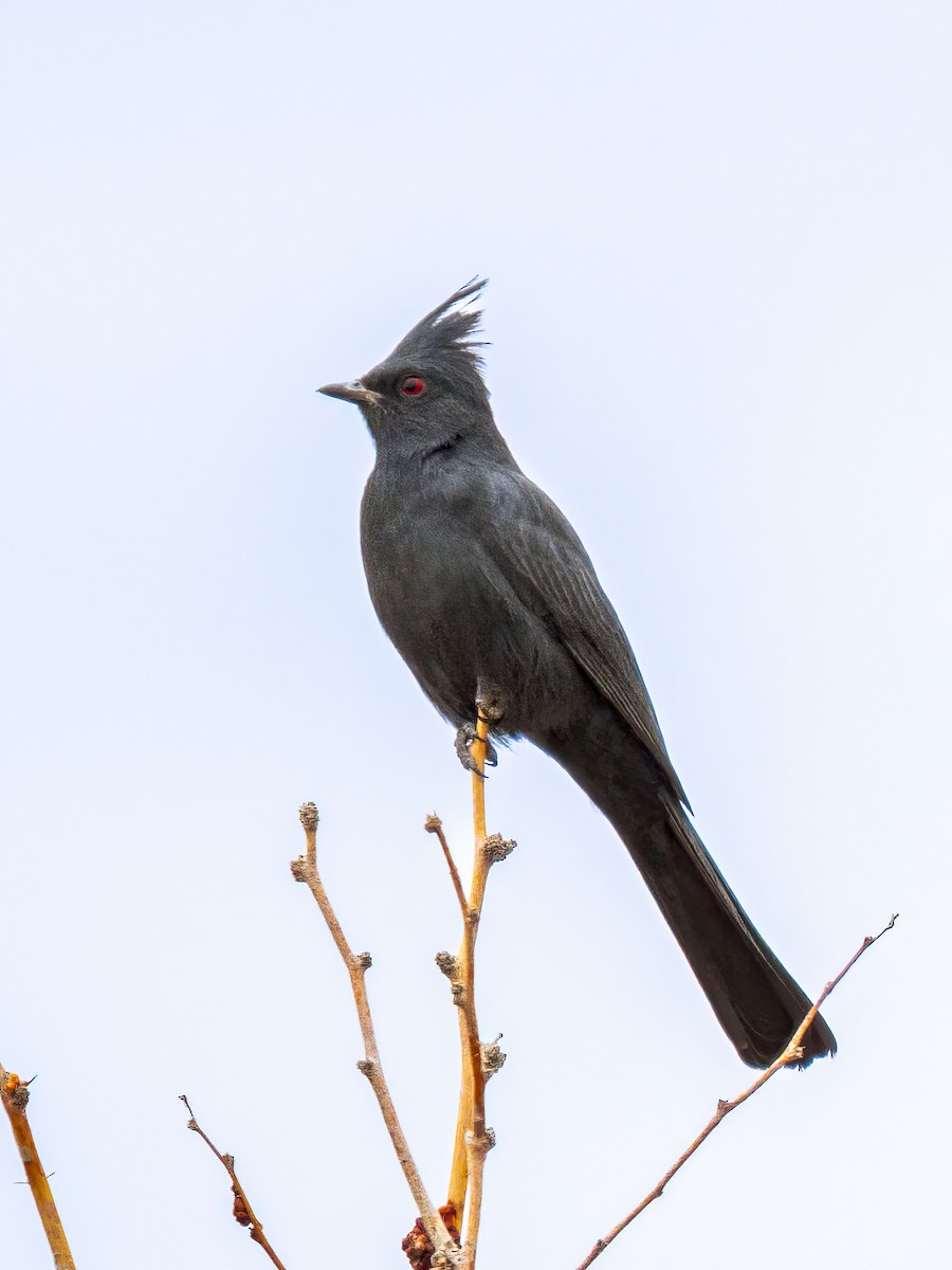 Phainopepla - ML646523356