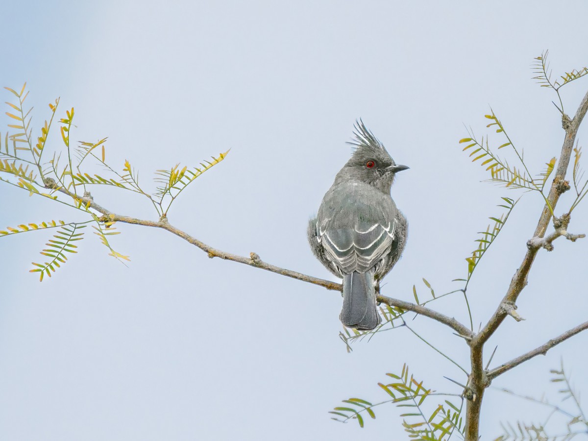 Phainopepla - ML646523357