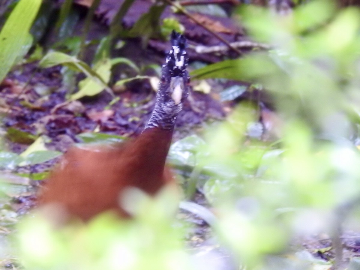 Great Curassow - ML646523358