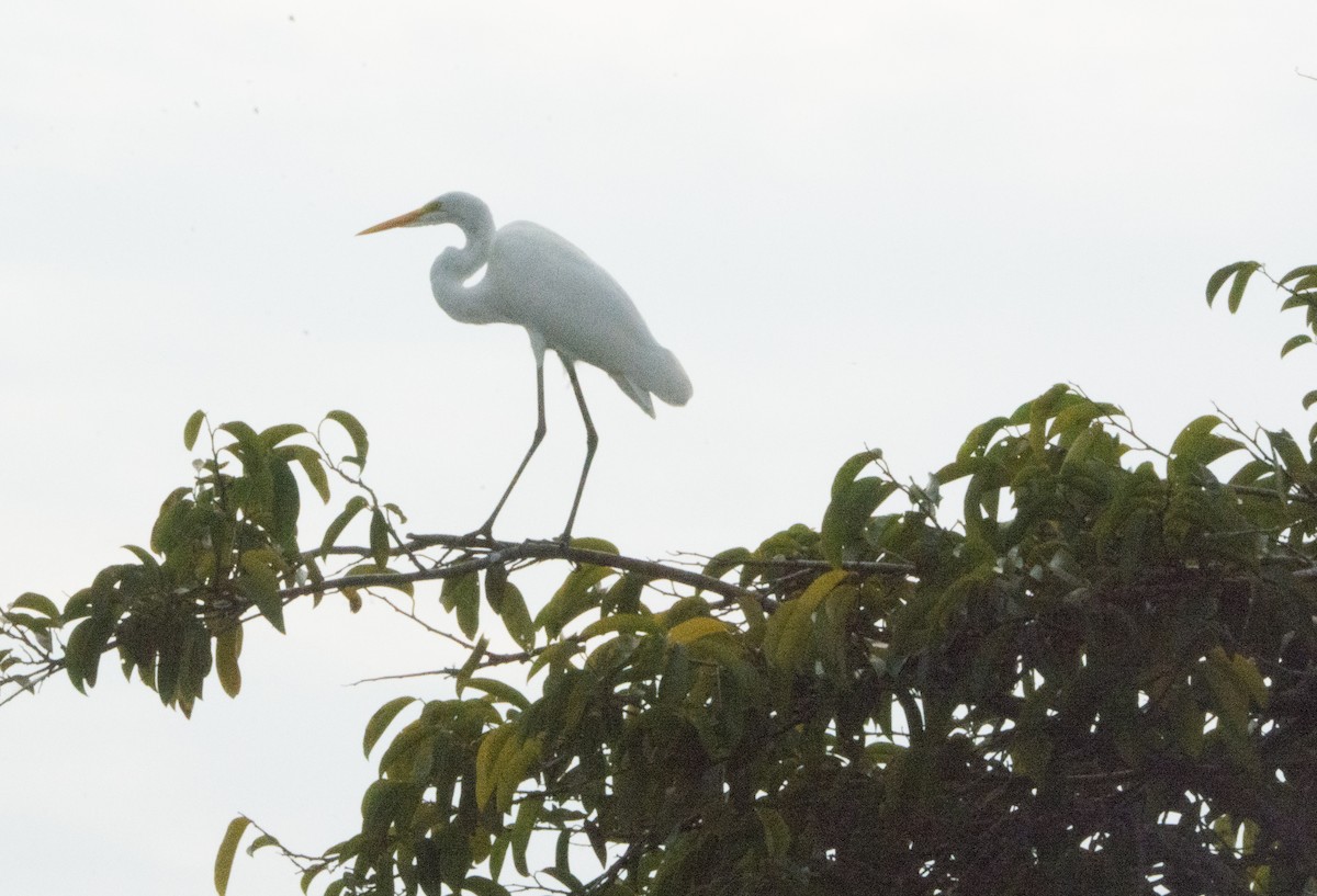 Airone bianco maggiore - ML646523359