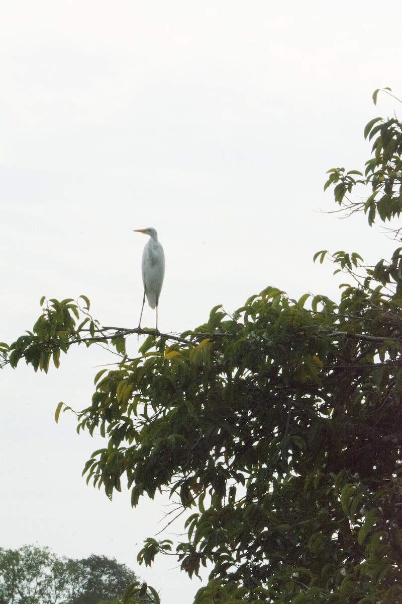 Airone bianco maggiore - ML646523360