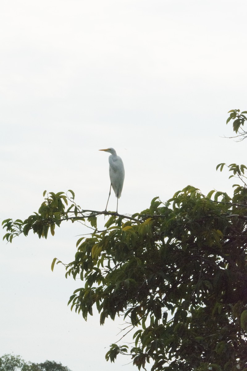 Airone bianco maggiore - ML646523361