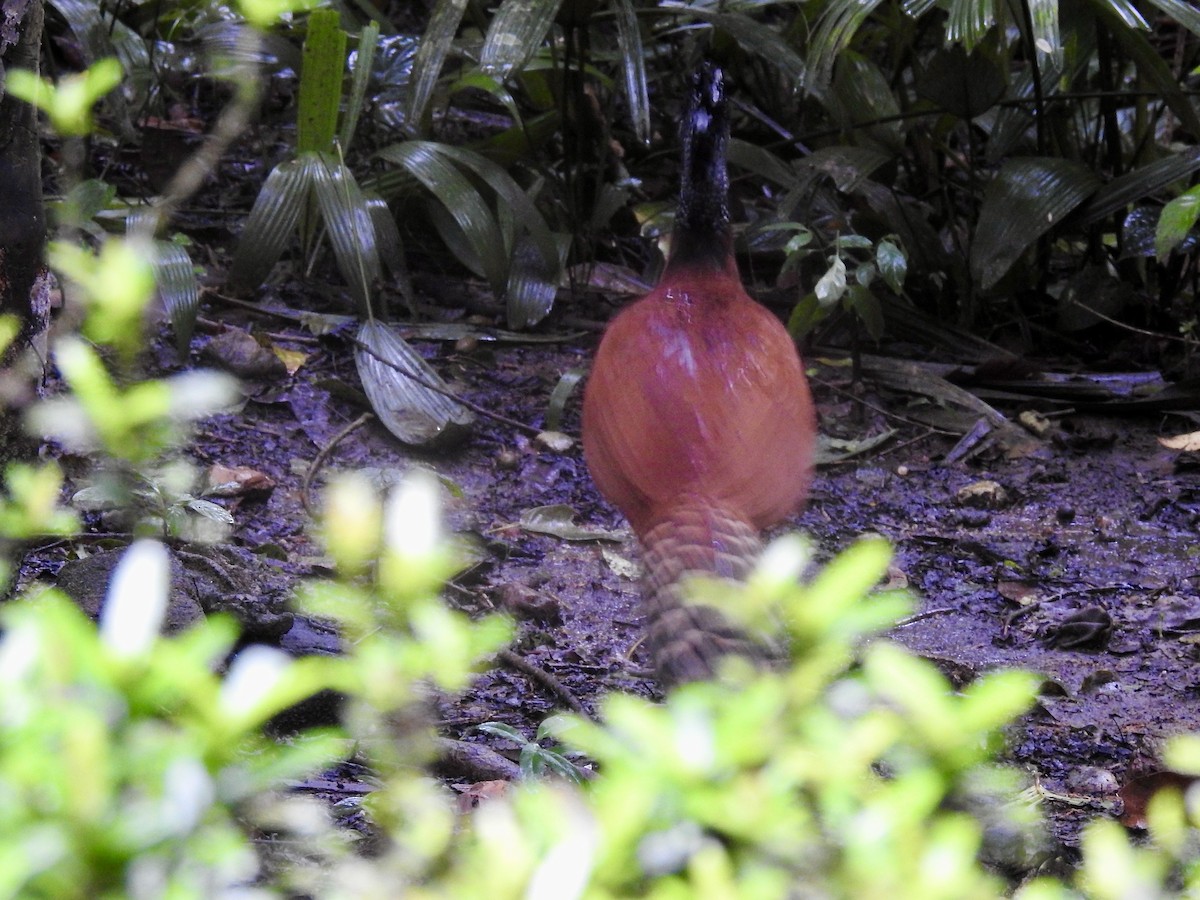 Great Curassow - ML646523362