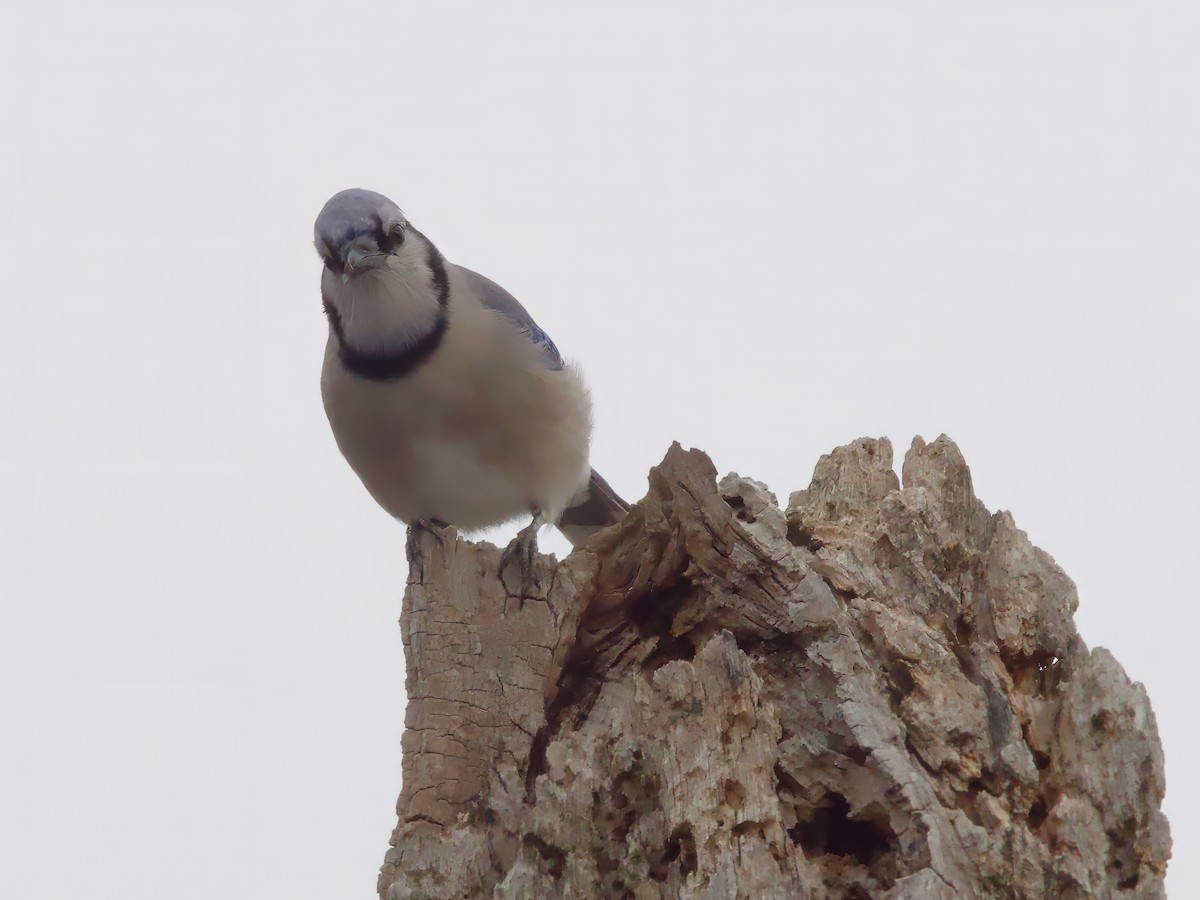 Blue Jay - ML646523363