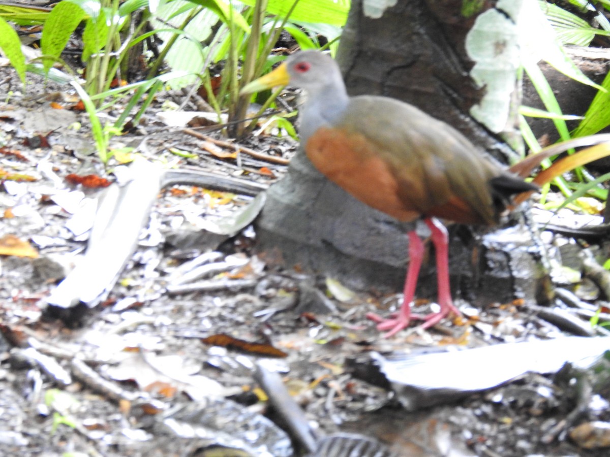 Gray-cowled Wood-Rail - ML646523364